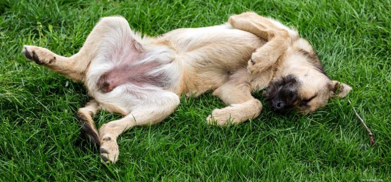 Can Dogs Detect Seizures? Insights into Canine Sensitivity to Human Neurological Events