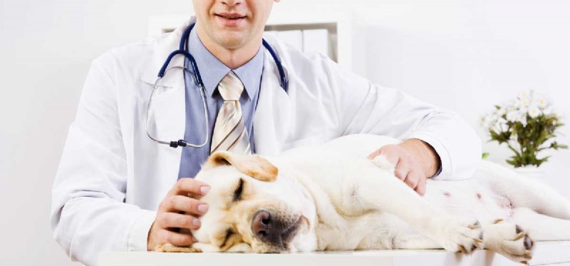 Can Dogs Detect Seizures? Insights into Canine Sensitivity to Human Neurological Events
