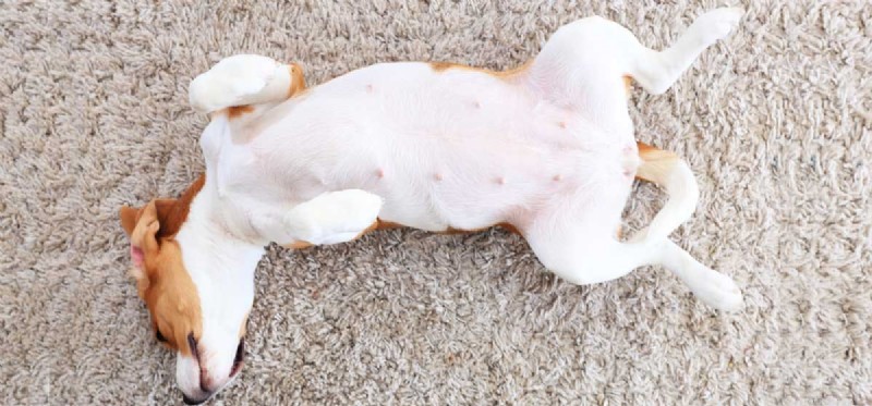 Can Dogs Detect Seizures? Insights into Canine Sensitivity to Human Neurological Events