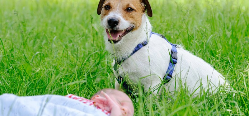 Do Dogs Detect Pregnancy? How Canines Sense Expectant Mothers