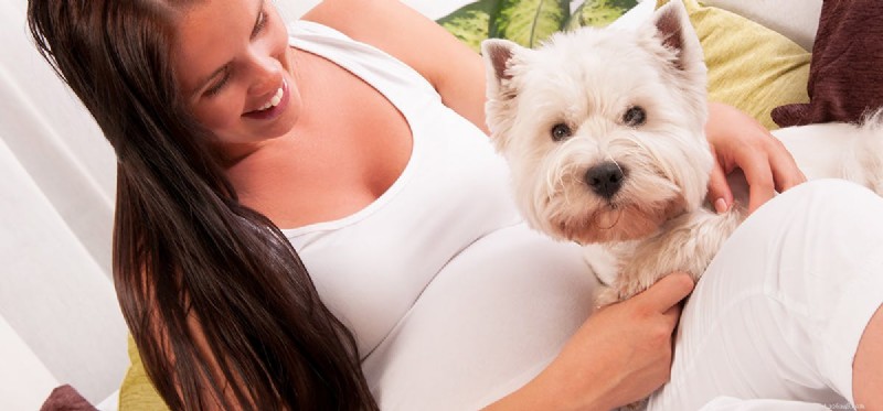 Can Dogs Detect an Expecting Mother?
