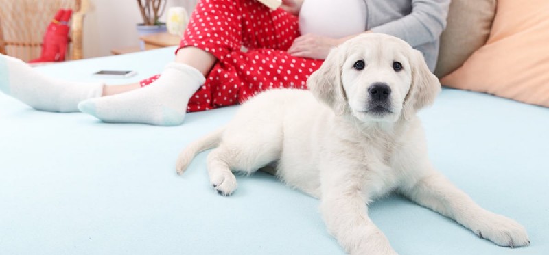 Can Dogs Detect an Expecting Mother?