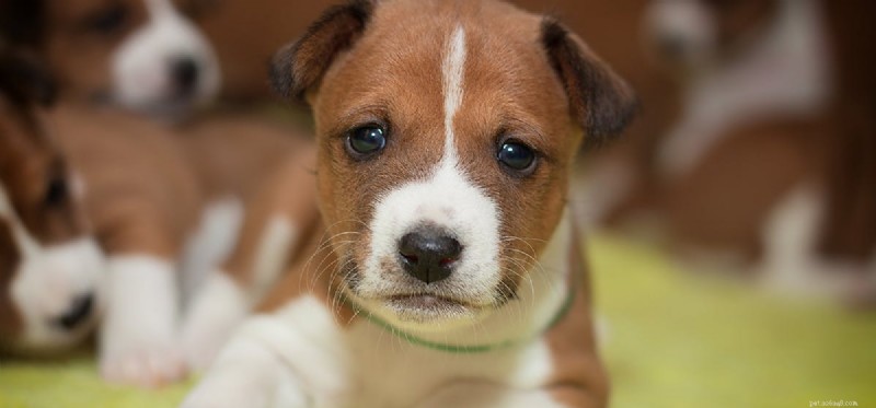 Do Dogs Detect Negative Energy? Understanding Their Intuition