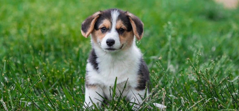 Do Dogs Detect Negative Energy? Understanding Their Intuition