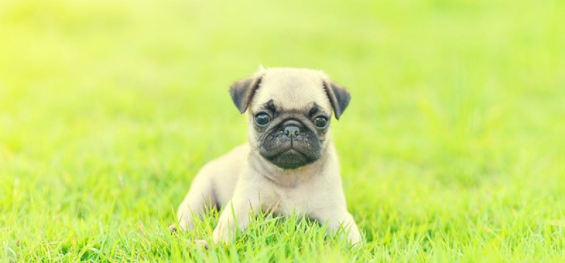Do Dogs Detect Negative Energy? Understanding Their Intuition