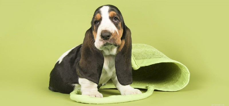 Do Dogs Detect Negative Energy? Understanding Their Intuition