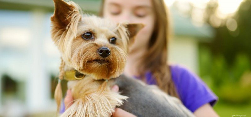Can Dogs Detect Cancer? Explore Their Powerful Diagnostic Skills