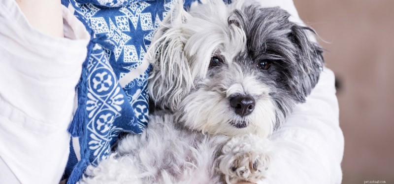 Can Dogs Detect Cancer? Explore Their Powerful Diagnostic Skills