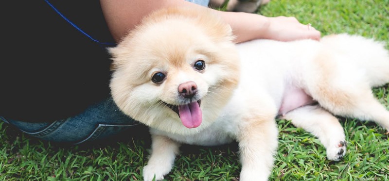 Can Dogs Detect Cancer? Explore Their Powerful Diagnostic Skills