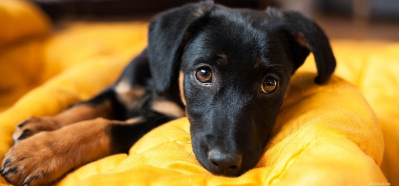 Do Dogs Detect Carbon Monoxide? A Scientific Overview