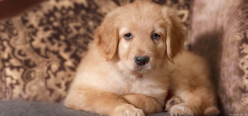 Do Dogs Detect Carbon Monoxide? A Scientific Overview