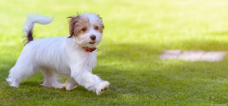 Do Dogs Detect Carbon Monoxide? A Scientific Overview