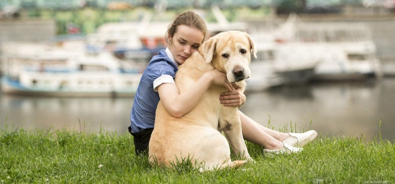 Do Dogs Truly Sense When You Cry? Understanding Their Emotional Insight