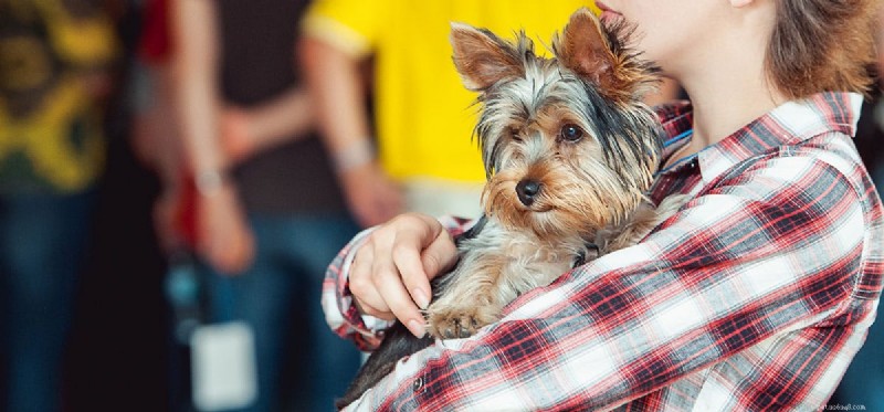 Do Dogs Truly Sense When You Cry? Understanding Their Emotional Insight