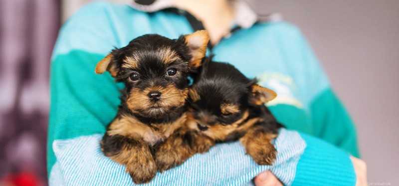 Do Dogs Truly Sense When You Cry? Understanding Their Emotional Insight