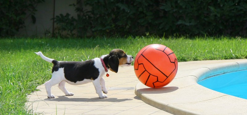 Do Dogs Truly Detect Danger? A Scientific Overview
