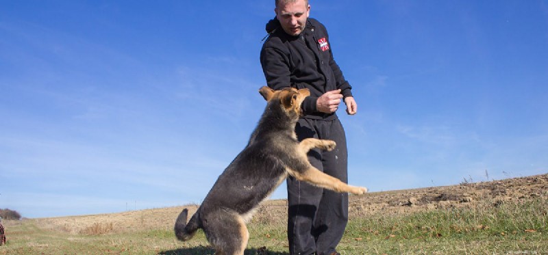 Do Dogs Truly Detect Danger? A Scientific Overview