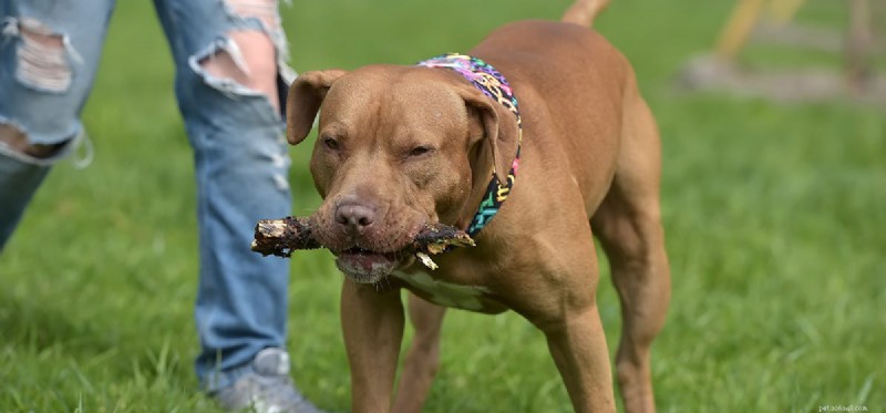 Do Dogs Truly Detect Danger? A Scientific Overview