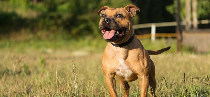 Do Dogs Truly Detect Danger? A Scientific Overview