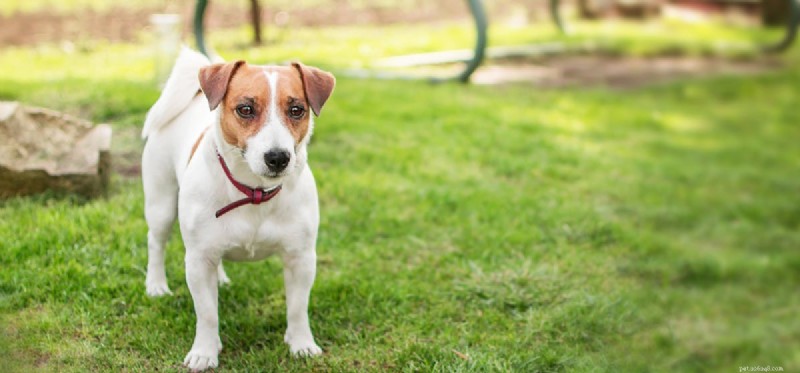 Do Dogs Detect Earthquakes? Insights into Their Extraordinary Senses