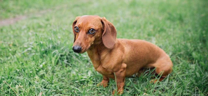 Do Dogs Detect Earthquakes? Insights into Their Extraordinary Senses