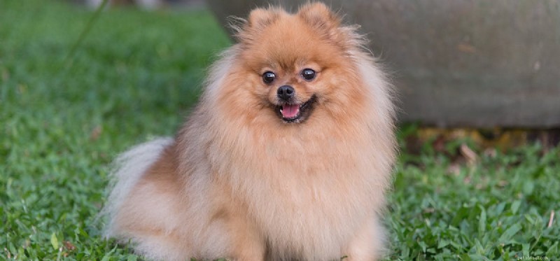 Do Dogs Detect Earthquakes? Insights into Their Extraordinary Senses