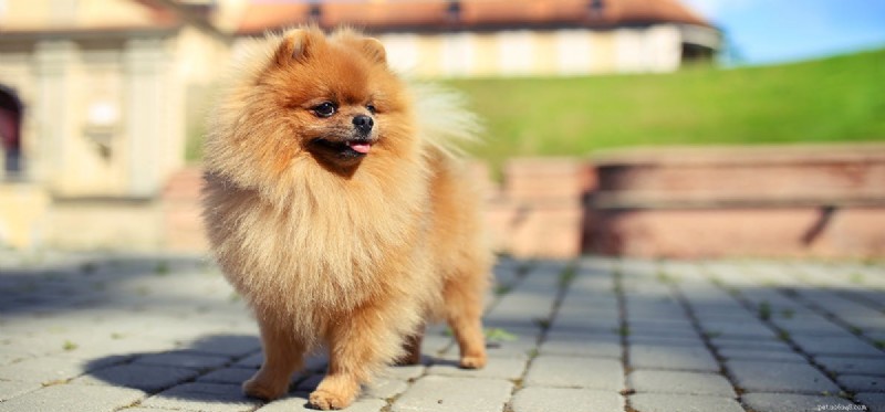 Do Dogs Detect Earthquakes? Insights into Their Extraordinary Senses