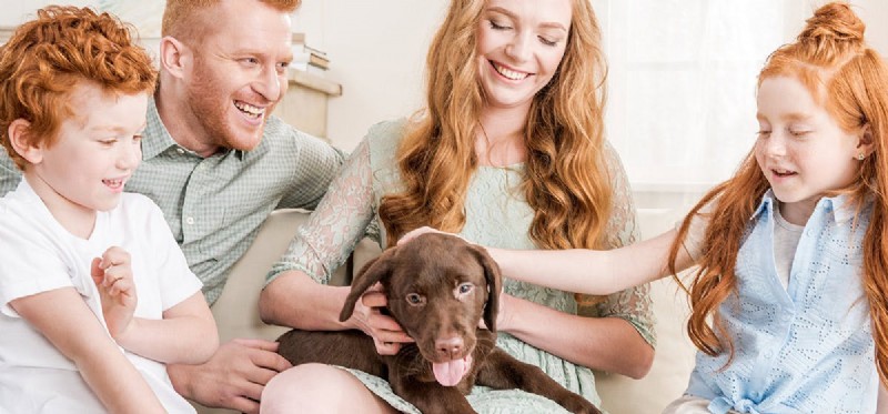 Can Dogs Sense Their Family? Understanding the Emotional Bond