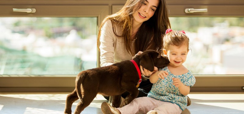Do Dogs Truly Sense When Family Members Arrive Home?
