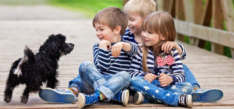 Do Dogs Truly Sense When Family Members Arrive Home?