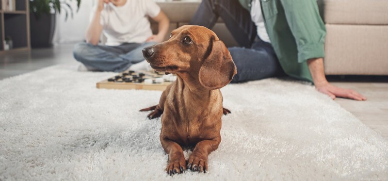 Do Dogs Detect Human Conflict? Understanding Their Sensitivity to Arguments