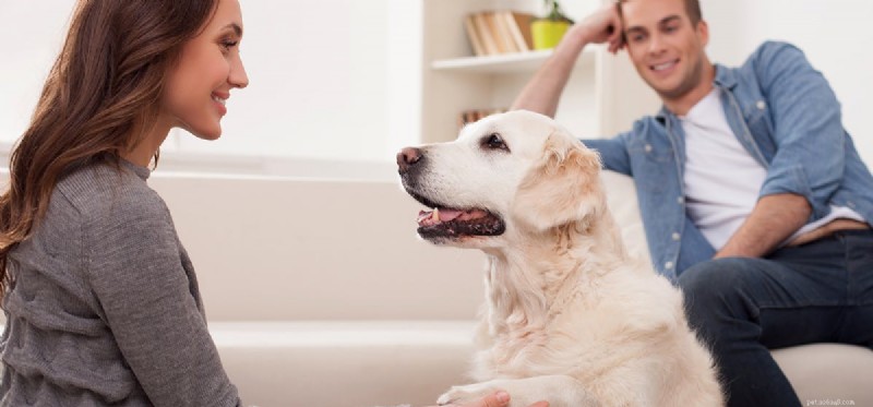 Do Dogs Detect Human Conflict? Understanding Their Sensitivity to Arguments