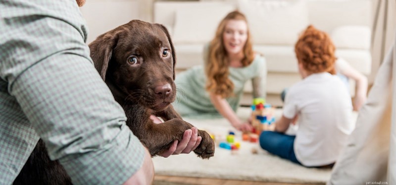 Do Dogs Detect Human Conflict? Understanding Their Sensitivity to Arguments