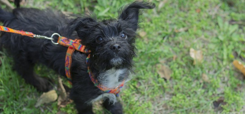 Do Dogs Detect Human Conflict? Understanding Their Sensitivity to Arguments