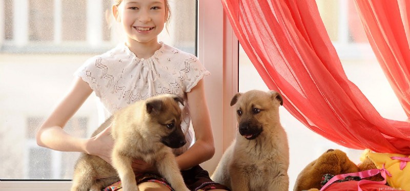 Do Dogs Detect Human Friendliness? How Canine Senses Identify Positive Intent