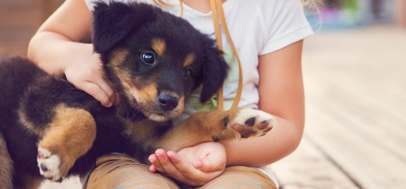 Do Dogs Detect Human Friendliness? How Canine Senses Identify Positive Intent