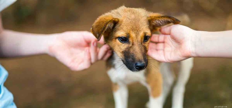 Do Dogs Detect Honesty and Deception? Insights into Canine Perception