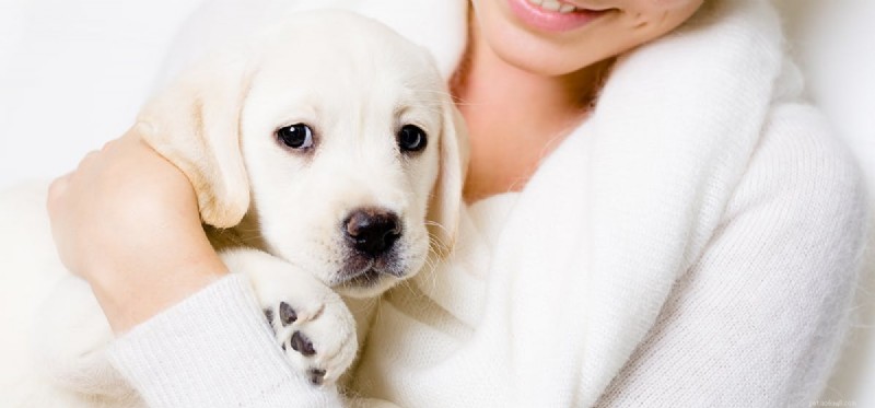 Can Dogs Truly Sense Your Love? A Deep Dive into Canine Perception