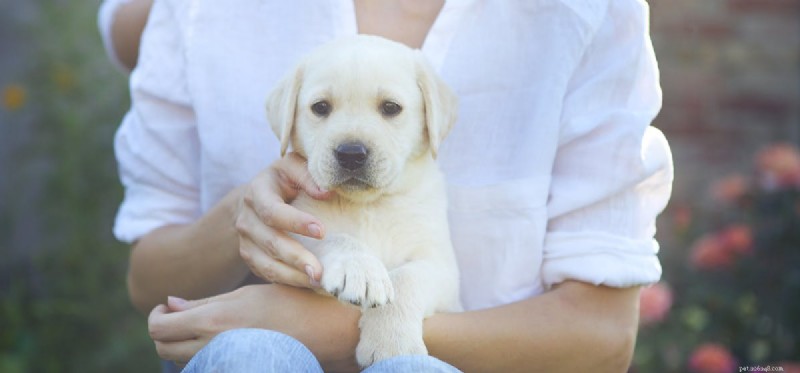 Do Dogs Detect Honesty and Deception? Insights into Canine Perception