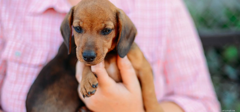Can Dogs Truly Sense Your Love? A Deep Dive into Canine Perception