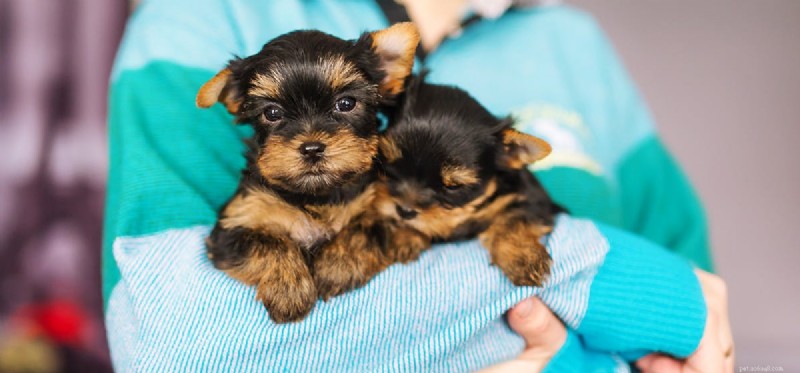 Can Dogs Truly Sense Your Love? A Deep Dive into Canine Perception