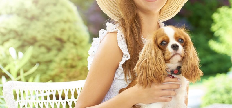 Can Dogs Detect Human Cancer? Evidence and Insights