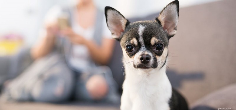 Can Dogs Detect Human Cancer? Evidence and Insights