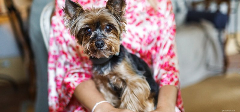 Can Dogs Detect Human Cancer? Evidence and Insights