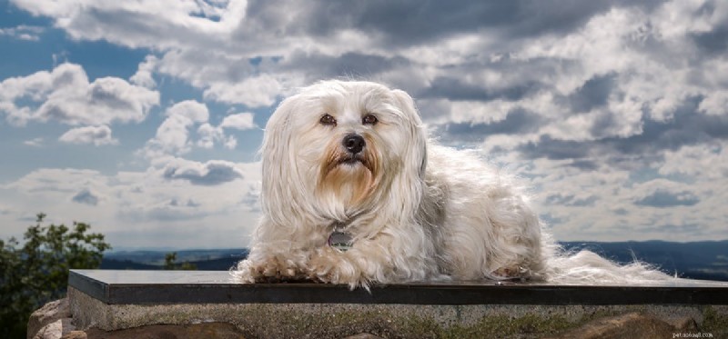 Do Dogs Detect Lightning? Understanding Their Sensory Powers
