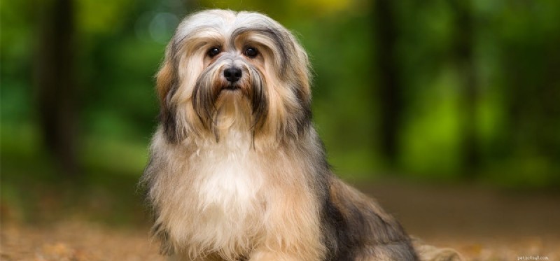 Do Dogs Detect Lightning? Understanding Their Sensory Powers