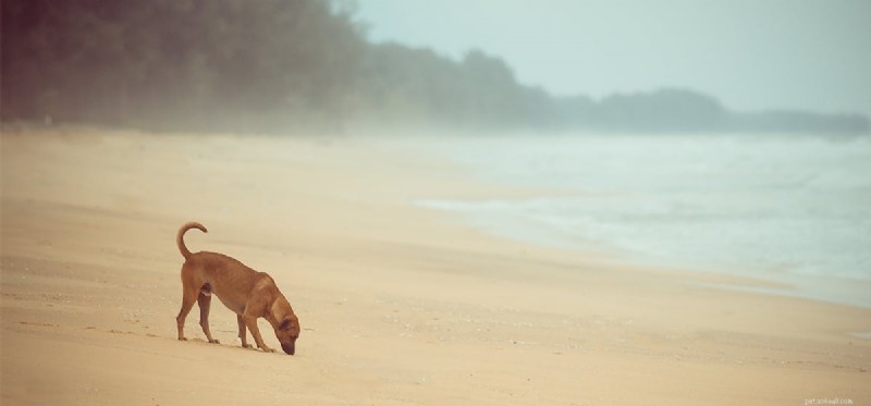 Do Dogs Detect Lightning? Understanding Their Sensory Powers