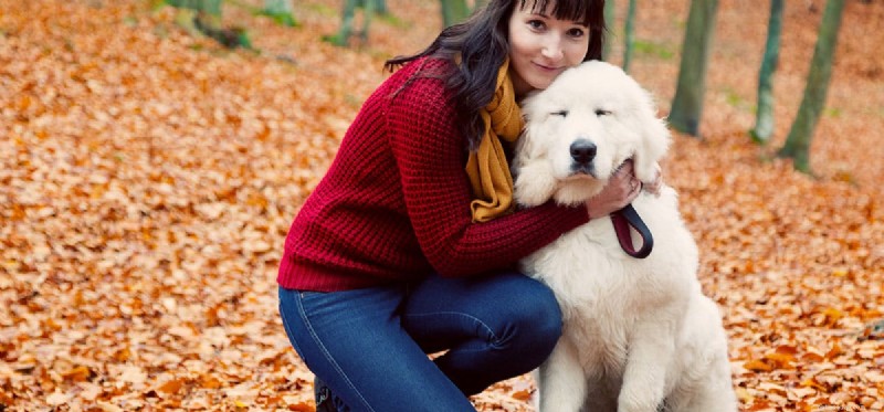 Do Dogs Truly Sense Love? Scientific Insights and Real-World Evidence