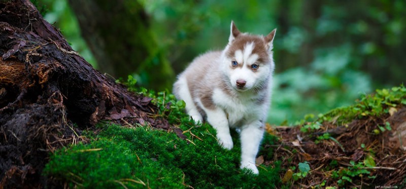 Do Dogs Really Detect Natural Disasters? Exploring the Science Behind Their Alleged Sixth Sense
