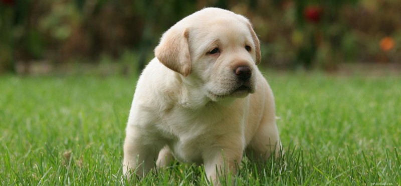 Do Dogs Really Detect Natural Disasters? Exploring the Science Behind Their Alleged Sixth Sense